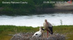 2024-06-03 13_53_21-Bocian LIVE E.1 - Polskie Towarzystwo Ochrony Ptaków – Maxthon.jpg