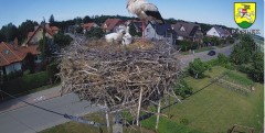 2024-06-04 15_20_03-BOCIANY kamera na żywo z gniazda w Pasłęku – Maxthon.jpg