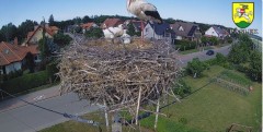 2024-06-04 15_20_30-BOCIANY kamera na żywo z gniazda w Pasłęku – Maxthon.jpg
