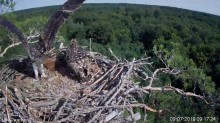 2019-07-09 13_37_00-Rybołowy Online Puszcza Barlinecka _ Ospreys Online in Barlinecka Forest - YouTu.jpg