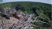 2019-07-09 13_35_31-Rybołowy Online Puszcza Barlinecka _ Ospreys Online in Barlinecka Forest - YouTu.jpg