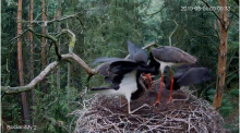 2019-08-01 17_49_40-Bocian czarny Online Puszcza Notecka _ Black stork Online Notecka Forest - YouTu.png