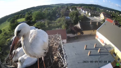 2021_08_09_11_54_15_1_LIVE_Nest_Cam_White_Storks_Ságvár_Hungary_YouTube_Mozilla_Firefox.png