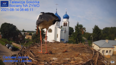 2021_08_14_09_04_47_Gniazdo_Bocianie_Telewizja_Sokółka_NA_ŻYWO_IP_Camera_Stork_s_nest_LIVE_.png