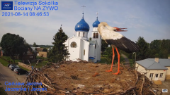 2021_08_14_09_05_28_Gniazdo_Bocianie_Telewizja_Sokółka_NA_ŻYWO_IP_Camera_Stork_s_nest_LIVE_.png