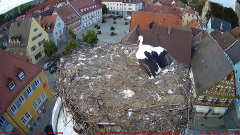 2021_09_06_19_10_51_Storchencam_Storchennest_Hoechstadt.de_Mozilla_Firefox.png