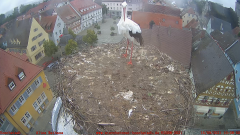 2021_09_16_10_06_42_Storchencam_Storchennest_Hoechstadt.de_Mozilla_Firefox.png