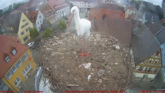 2021_09_16_10_13_37_Storchencam_Storchennest_Hoechstadt.de_Mozilla_Firefox.png