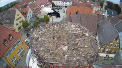 2021_09_16_14_12_07_Storchencam_Storchennest_Hoechstadt.de_Mozilla_Firefox.png