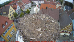 2021_09_16_14_33_45_Storchencam_Storchennest_Hoechstadt.de_Mozilla_Firefox.png