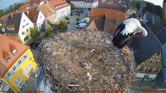 2021_09_18_08_55_52_Storchencam_Storchennest_Hoechstadt.de_Mozilla_Firefox.png