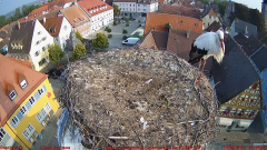 2021_09_18_09_02_30_Storchencam_Storchennest_Hoechstadt.de_Mozilla_Firefox.png