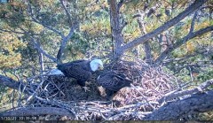 2021-11-10 19_59_23-Berry College Eagle Cam 2021 – Cent Browser.jpg