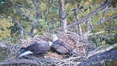 2021-11-11 20_28_16-Berry College Eagle Cam 2021 – Kinza.jpg