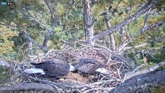 2021-11-11 20_28_48-Berry College Eagle Cam 2021 – Kinza.jpg