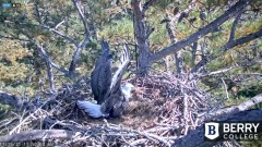 2021-11-15 19_47_24-Berry College Eagle Cam 2021 – Kinza.jpg