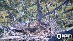 2021-11-15 19_48_12-Berry College Eagle Cam 2021 – Kinza.jpg