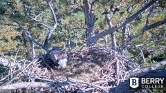 2021-11-15 19_48_32-Berry College Eagle Cam 2021 – Kinza.jpg