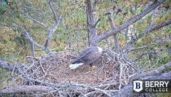 2021-11-17 17_36_36-Berry College Eagle Cam 2021 – Kinza.jpg