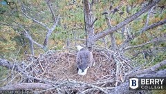 2021-11-17 17_38_45-Berry College Eagle Cam 2021 – Kinza.jpg