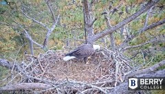 2021-11-17 17_39_10-Berry College Eagle Cam 2021 – Kinza.jpg