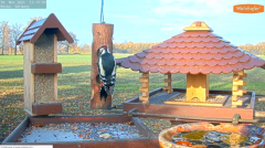 2021_11_18_13_18_03_9_LIVE_Bird_Feeder_Cams_From_Around_the_World_2021_Bird_Watching_HQ_Mozill.png