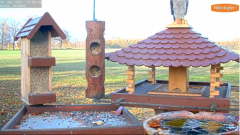 2021_11_18_13_55_11_9_LIVE_Bird_Feeder_Cams_From_Around_the_World_2021_Bird_Watching_HQ_Mozill.png