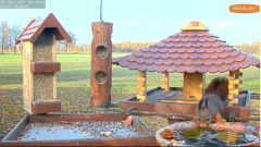 2021_11_18_14_15_14_9_LIVE_Bird_Feeder_Cams_From_Around_the_World_2021_Bird_Watching_HQ_Mozill.png