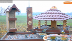 2021_11_19_09_04_26_9_LIVE_Bird_Feeder_Cams_From_Around_the_World_2021_Bird_Watching_HQ_Mozill.png