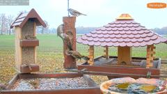 2021_11_19_11_13_47_9_LIVE_Bird_Feeder_Cams_From_Around_the_World_2021_Bird_Watching_HQ_Mozill.png