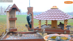 2021_11_19_11_44_36_9_LIVE_Bird_Feeder_Cams_From_Around_the_World_2021_Bird_Watching_HQ_Mozill.png