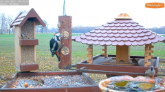 2021_11_20_09_34_22_9_LIVE_Bird_Feeder_Cams_From_Around_the_World_2021_Bird_Watching_HQ_Mozill.png