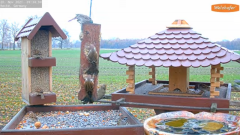 2021_11_20_09_34_44_9_LIVE_Bird_Feeder_Cams_From_Around_the_World_2021_Bird_Watching_HQ_Mozill.png