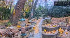 2021_11_21_12_00_04_LIVE_Forest_Bird_Feeder_Wildlife_Camera_Ground_Bird_Feeder_De_Mortel_The_.png