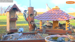 2021_11_21_14_40_07_9_LIVE_Bird_Feeder_Cams_From_Around_the_World_2021_Bird_Watching_HQ_Mozill.png