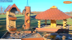 2021_11_22_12_41_00_9_LIVE_Bird_Feeder_Cams_From_Around_the_World_2021_Bird_Watching_HQ_Mozill.png