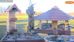 2021_11_22_14_00_52_9_LIVE_Bird_Feeder_Cams_From_Around_the_World_2021_Bird_Watching_HQ_Mozill.png