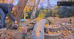 2021_11_22_14_24_02_LIVE_Forest_Bird_Feeder_Wildlife_Camera_Ground_Bird_Feeder_De_Mortel_The_.png