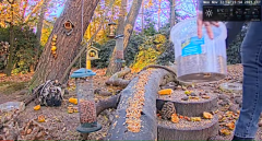 2021_11_22_14_24_24_LIVE_Forest_Bird_Feeder_Wildlife_Camera_Ground_Bird_Feeder_De_Mortel_The_.png