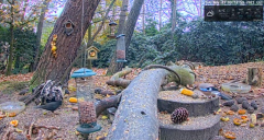 2021_11_23_09_13_31_LIVE_Forest_Bird_Feeder_Wildlife_Camera_Ground_Bird_Feeder_De_Mortel_The_.png