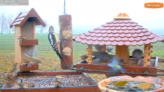 2021_11_23_10_15_02_9_LIVE_Bird_Feeder_Cams_From_Around_the_World_2021_Bird_Watching_HQ_Mozill.png