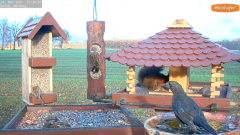 2021_11_24_10_40_38_9_LIVE_Bird_Feeder_Cams_From_Around_the_World_2021_Bird_Watching_HQ_Mozill.png