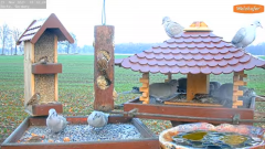 2021_11_25_10_36_12_9_LIVE_Bird_Feeder_Cams_From_Around_the_World_2021_Bird_Watching_HQ_Mozill.png