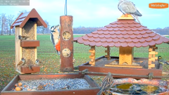 2021_11_25_11_12_42_9_LIVE_Bird_Feeder_Cams_From_Around_the_World_2021_Bird_Watching_HQ_Mozill.png