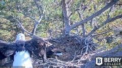 2021-11-25 19_54_26-Berry College Eagle Cam 2021 – Kinza.jpg