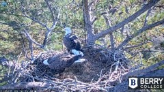 2021-11-25 19_54_59-Berry College Eagle Cam 2021 – Kinza.jpg