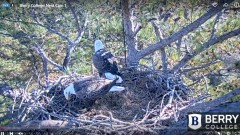 2021-11-25 19_55_23-Berry College Eagle Cam 2021 – Kinza.jpg