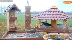 2021_11_26_13_38_22_9_LIVE_Bird_Feeder_Cams_From_Around_the_World_2021_Bird_Watching_HQ_Mozill.png