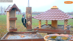 2021_11_26_15_19_09_9_LIVE_Bird_Feeder_Cams_From_Around_the_World_2021_Bird_Watching_HQ_Mozill.png