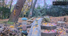 2021_11_28_13_36_28_LIVE_Forest_Bird_Feeder_Wildlife_Camera_Ground_Bird_Feeder_De_Mortel_The_.png